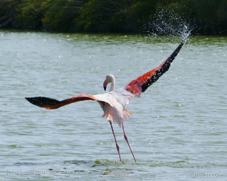 flamingo-start.jpg